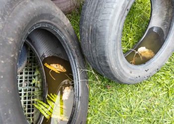 Ministerio de Salud hace llamado a tomar medidas contra el dengue