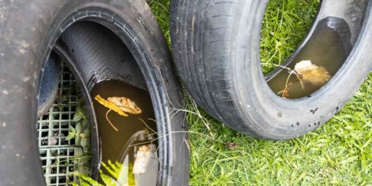 Ministerio de Salud hace llamado a tomar medidas contra el dengue