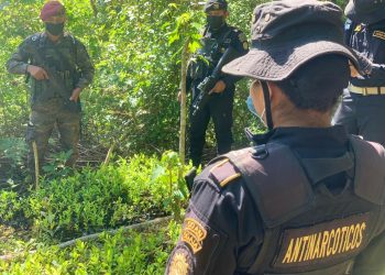 Erradican más de 61 mil arbustos de coca en fase de crecimiento