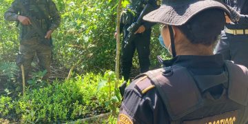 Erradican más de 61 mil arbustos de coca en fase de crecimiento