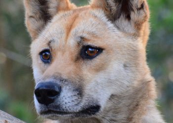 El dingo australiano se separó genéticamente de los perros por su aislamiento