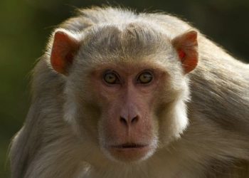 Los monos rhesus pueden percibir sus propios latidos