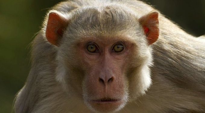 Los monos rhesus pueden percibir sus propios latidos