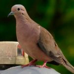 Aves evitan ingerir alimentos tratados con insecticida, revela estudio