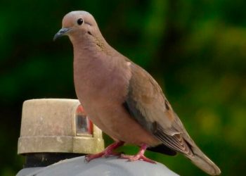 Aves evitan ingerir alimentos tratados con insecticida, revela estudio