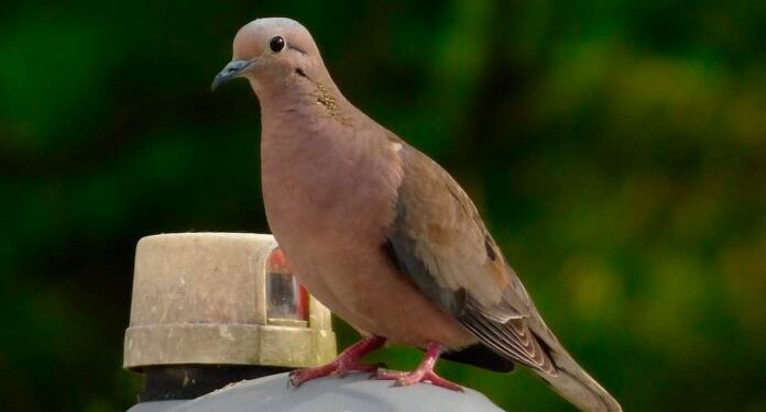 Aves evitan ingerir alimentos tratados con insecticida, revela estudio