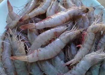 Socializan veda de pesca de camarón en Izabal