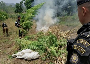 Erradican plantaciones de marihuana valoradas en más de 26 millones de quetzales
