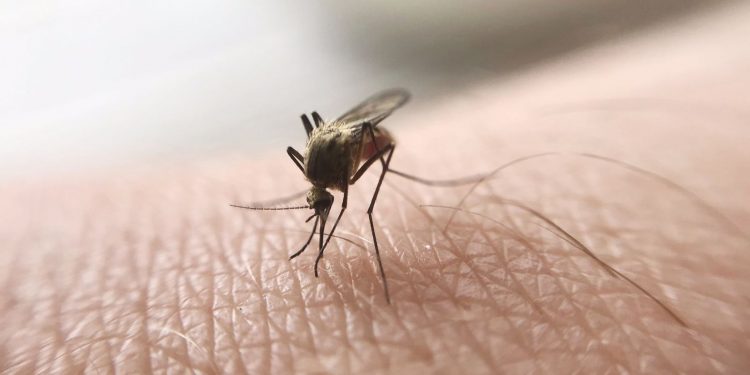 Ejército y Salud toman medidas preventivas para combatir enfermedades por mosquitos