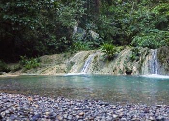 Alianza trabaja por la restauración del mangle en Izabal