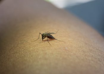 Emiten recomendaciones para prevenir el zika