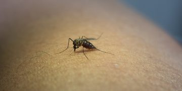 Emiten recomendaciones para prevenir el zika