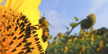 ABEJAS AYUDAN A LA POLINIZACIÓN