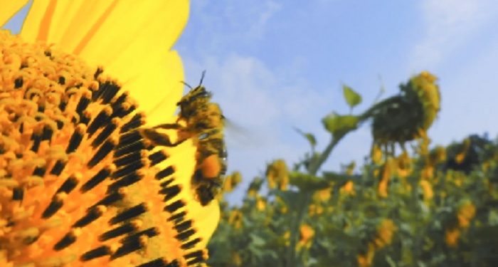 ABEJAS AYUDAN A LA POLINIZACIÓN