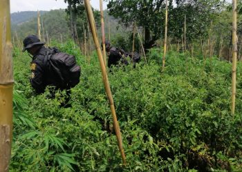 ERRADICAN MARIHUANA EN TOTONICAPÁN