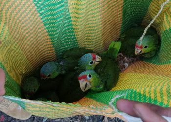 Rescatan a loros cachete amarillo del comercio ilegal de especies