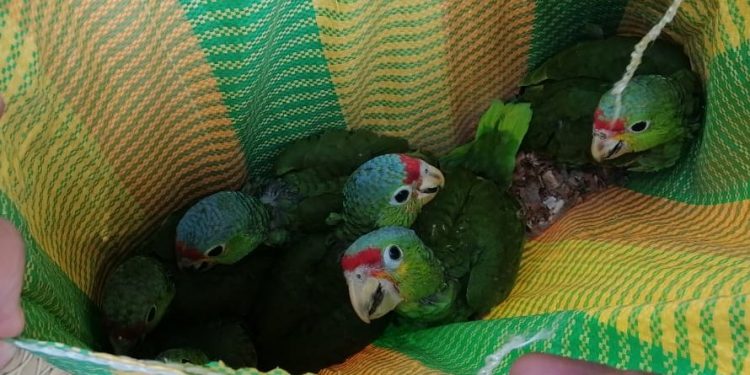 Rescatan a loros cachete amarillo del comercio ilegal de especies