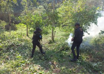 Agentes antinarcóticos erradican 112 mil 500 arbustos de hoja de coca