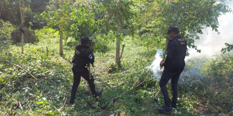 Agentes antinarcóticos erradican 112 mil 500 arbustos de hoja de coca