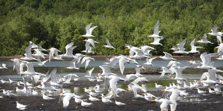 Conap hace un llamado a la conservación de aves migratorias