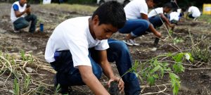 Guatemala ha plantado más de un millón de árboles en dos años