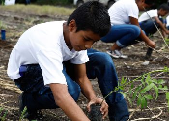 Guatemala ha plantado más de un millón de árboles en dos años