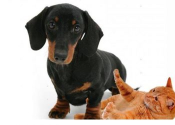 Conred comparte información de kits para mascotas por época de lluvia