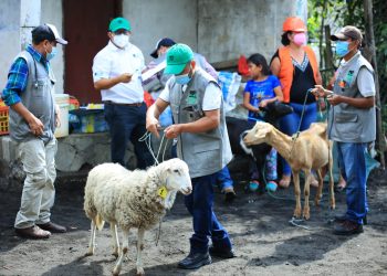 Efectúan simulacro para resguardar animales durante desastres
