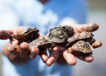 Emiten alerta epidemiológica por intoxicación por moluscos