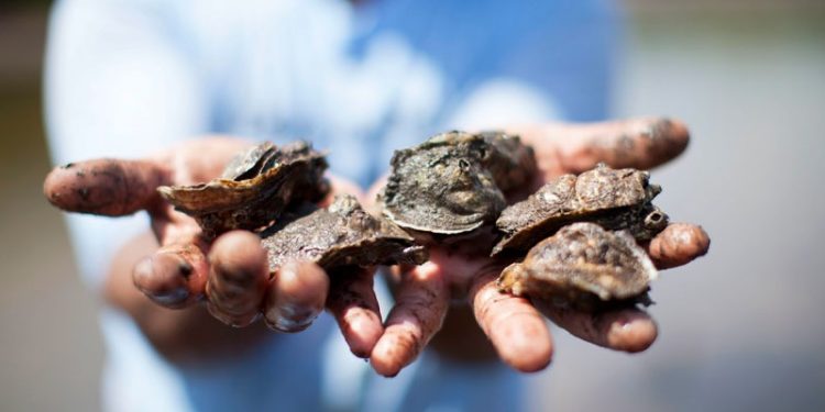 Emiten alerta epidemiológica por intoxicación por moluscos