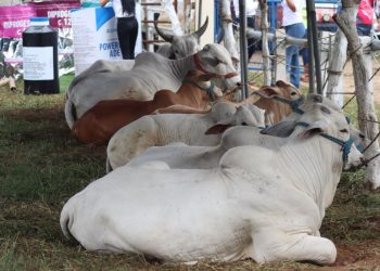 Petén celebra primer tianguis ganadero
