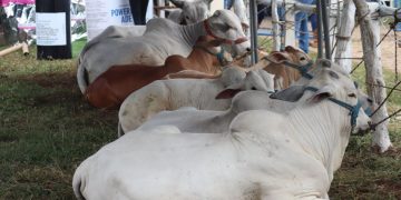 Petén celebra primer tianguis ganadero