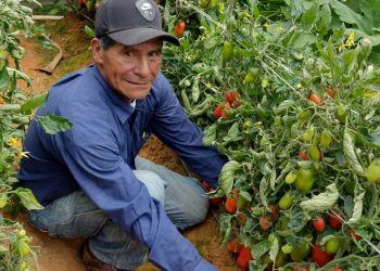 Red de Productores de Concepción Tutuapa contribuye al Programa de Alimentación Escolar