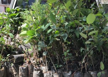 Donación de plantas forestales contribuye a recuperación de áreas depredadas en San Marcos