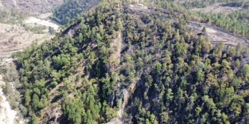 Inab desembolsará 17.6 millones de quetzales para pago de incentivos forestales en Tejutla