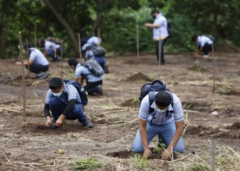 Reforestan cuenca del río Ocosito