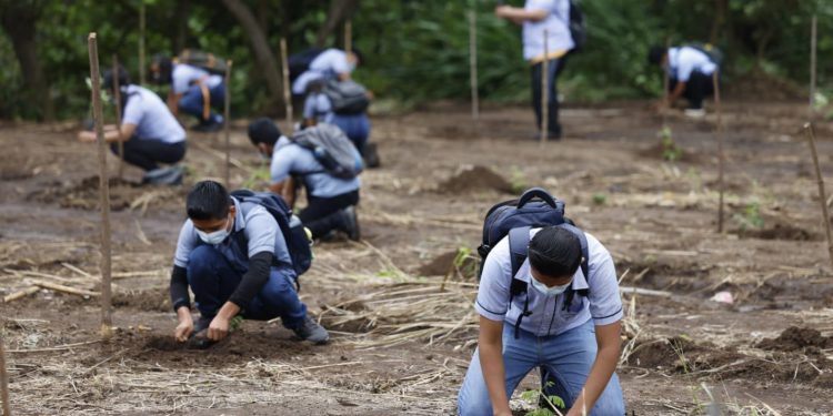 Reforestan cuenca del río Ocosito