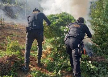 Más de 47 mil matas de marihuana erradicadas en San Marcos