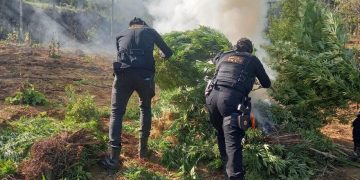 Más de 47 mil matas de marihuana erradicadas en San Marcos