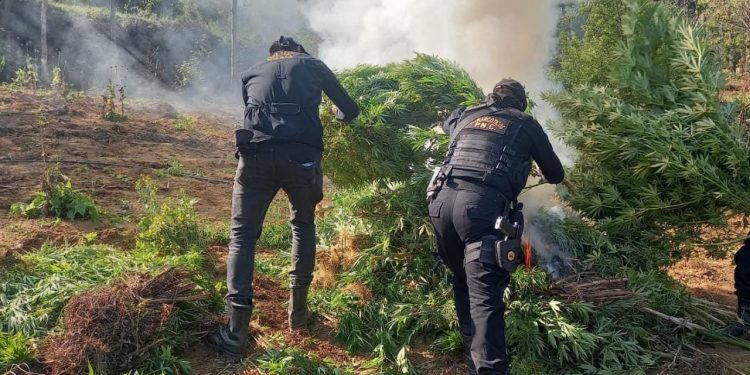 Más de 47 mil matas de marihuana erradicadas en San Marcos