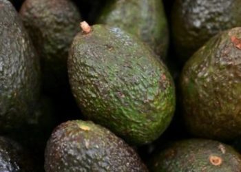 Estados Unidos abre su mercado para el aguacate ecuatoriano
