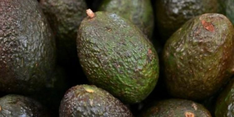 Estados Unidos abre su mercado para el aguacate ecuatoriano
