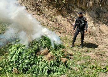Erradican más de 11 mil matas de marihuana