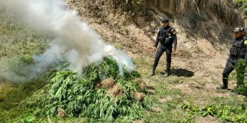 Erradican más de 11 mil matas de marihuana
