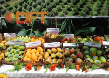 Llevan a cabo el tercer Festival del Mango