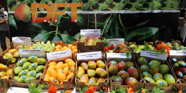 Llevan a cabo el tercer Festival del Mango