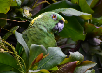 BUSCAN PROTEGER LA FAUNA SILVESTRE