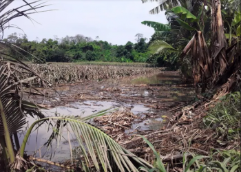 MAGA emite recomendaciones agroclimáticas