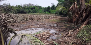 MAGA emite recomendaciones agroclimáticas
