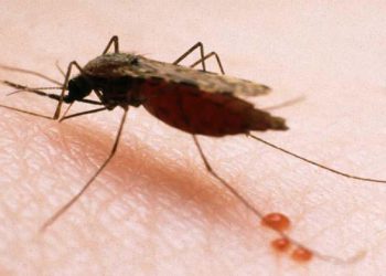 Vecinos de Champerico contribuyen a la identificación y combate de la malaria
